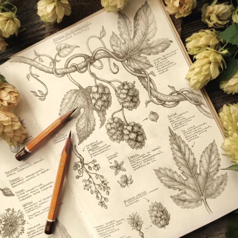 Хмель обыкновенный: История, тайны и удивительные факты