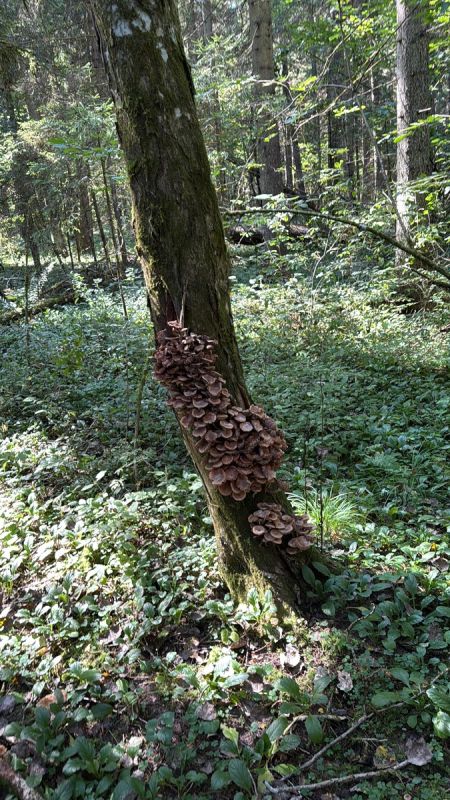 Как мы в лесу заблудились и нашли дорогу к урожаю грибов