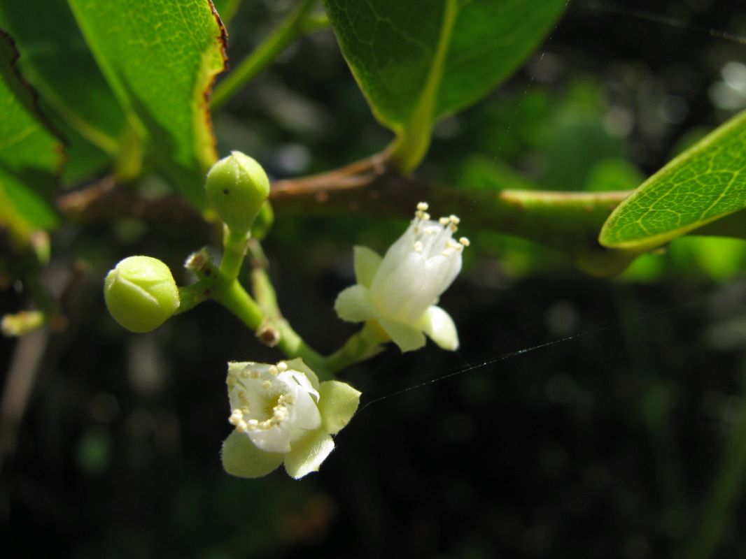 Икако: уникальная кокосовая слива с берегов тропиков