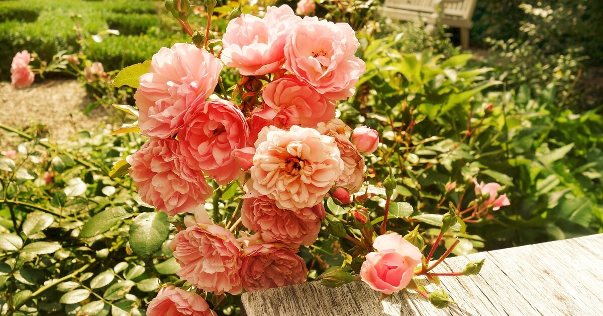 Настало время заботы о розах в конце лета