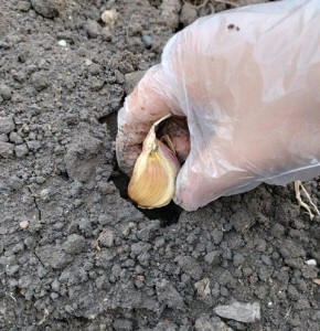 Посадка чеснока под зиму: секреты и советы