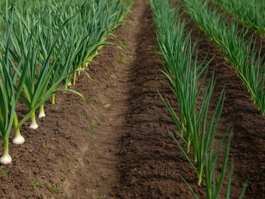 Лук и чеснок: идеальная пара или враги на огороде?