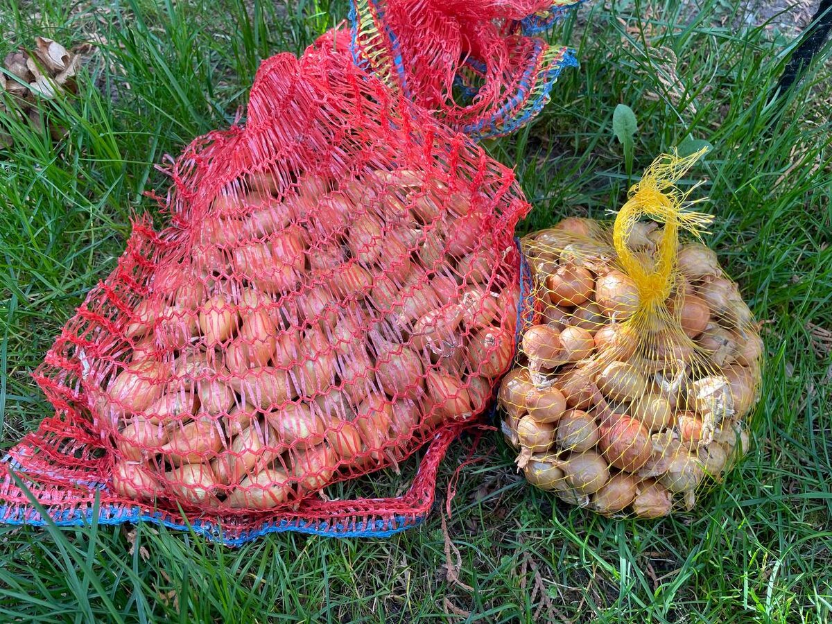 Новых методов обработки лука-севка: как избежать привычных ошибок и обеспечить высокие урожаи