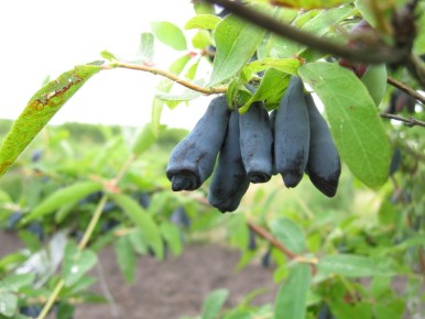 Зелёные дары весны: как правильно посадить жимолость для богатого урожая