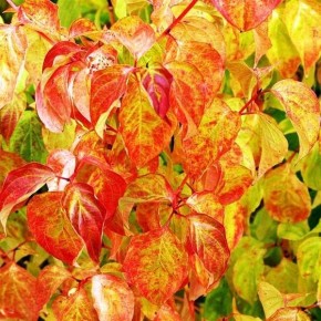 ������������� ���������� ��� ������ ����: �������� ������ �� ������