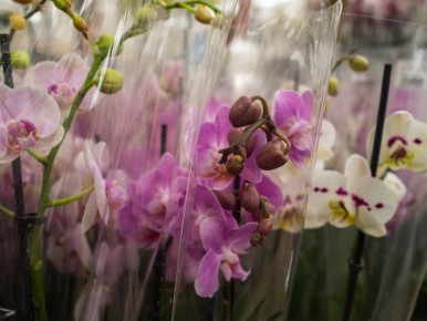 Секреты успешного восстановления орхидей: эффективные методы возвращения к жизни