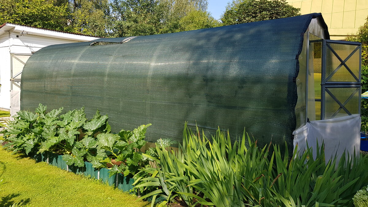 Как остановить нашествие испанских слизней: проверенные методы