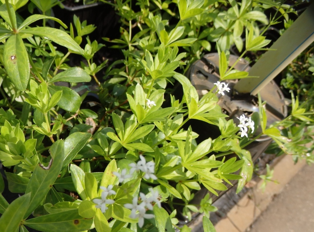 Подмаренник: вредитель или полезное растение для вашего сада?