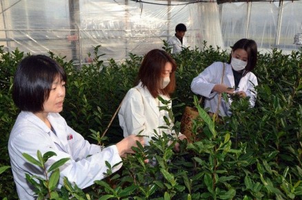 Японский чай 2026 года: традиции в теплицах