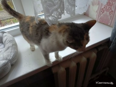 ������� �������� � ������� �������: ��� �������� ���� � �������� ������ �������� ��������