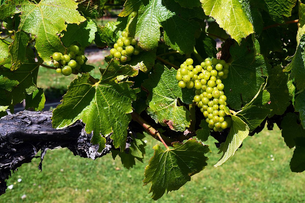 ���� �� ��������: ��� ����� ����������� � ���������� �������������� �������