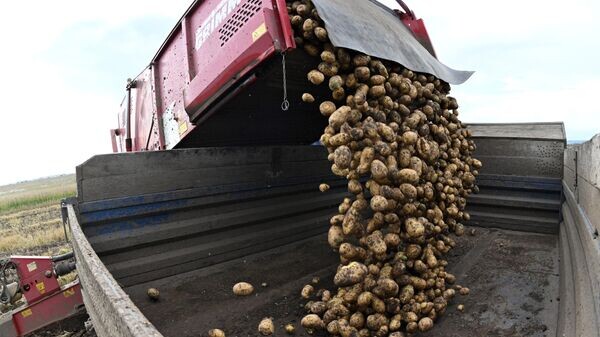 Урожай картофеля в Беларуси превысил 590 тысяч тонн к середине октября
