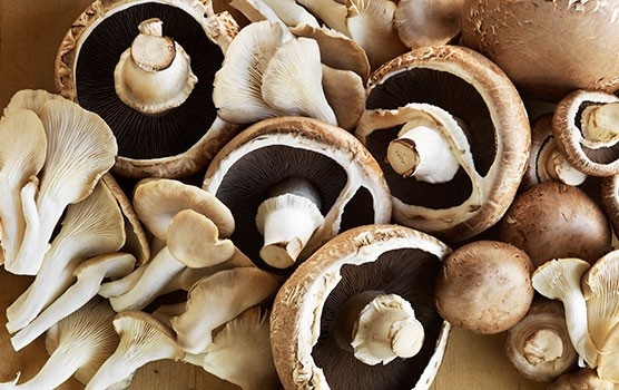 Грибы: загадка между пользой и риском