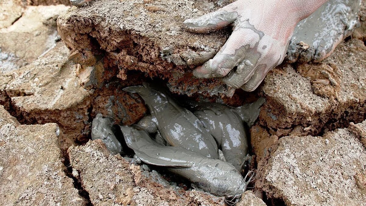 Рыбалка с лопатой: как в Африке выкапывают живую рыбу из под земли