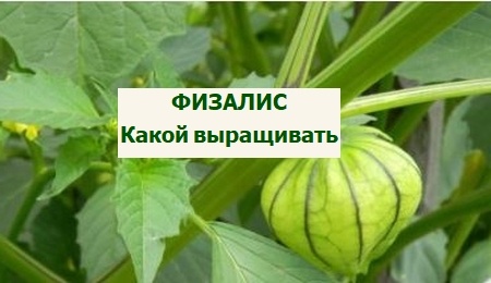 Как выбрать идеальный сорт физалиса для вашего сада