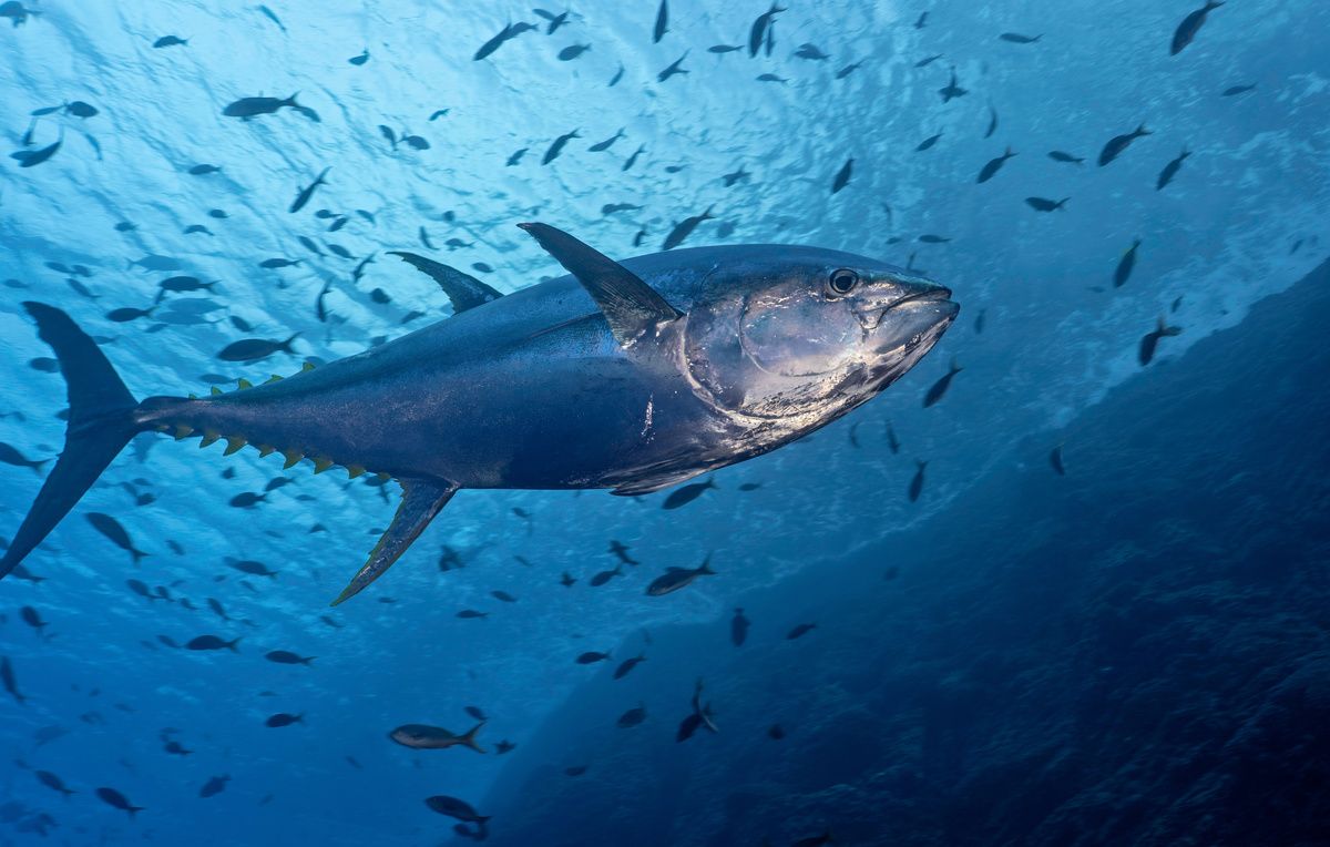 �����-�������: ����������� ������� ������ � ������