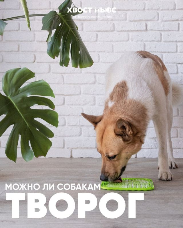 ������ ��� ������ �������: ����� �� ���������?