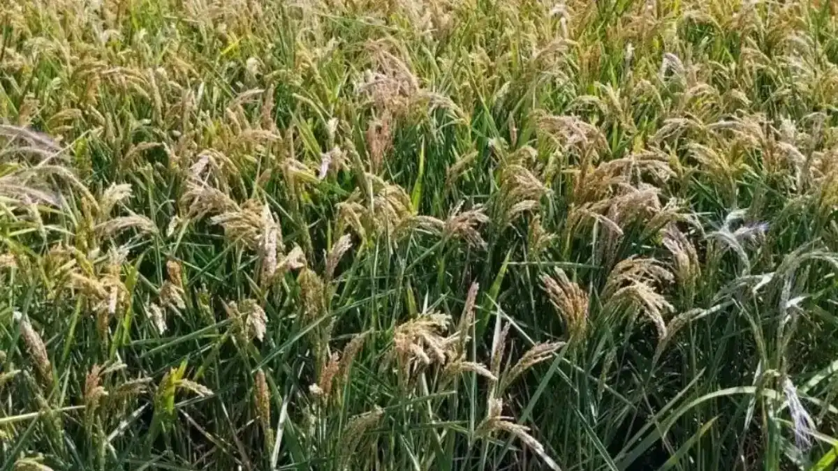 На горизонте рекорды: цена на рис достигла минимумов за почти два десятилетия