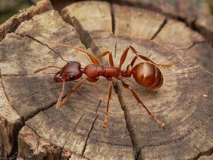 Ресторан в Листвянке против блогера: суд из-за десерта с муравьями