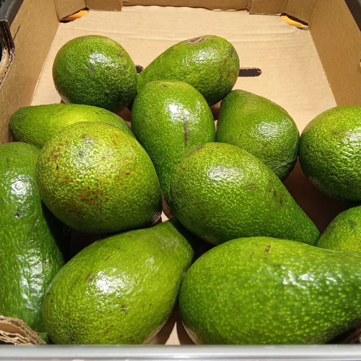 Авокадо: тропический суперфуд, который полезен для здоровья