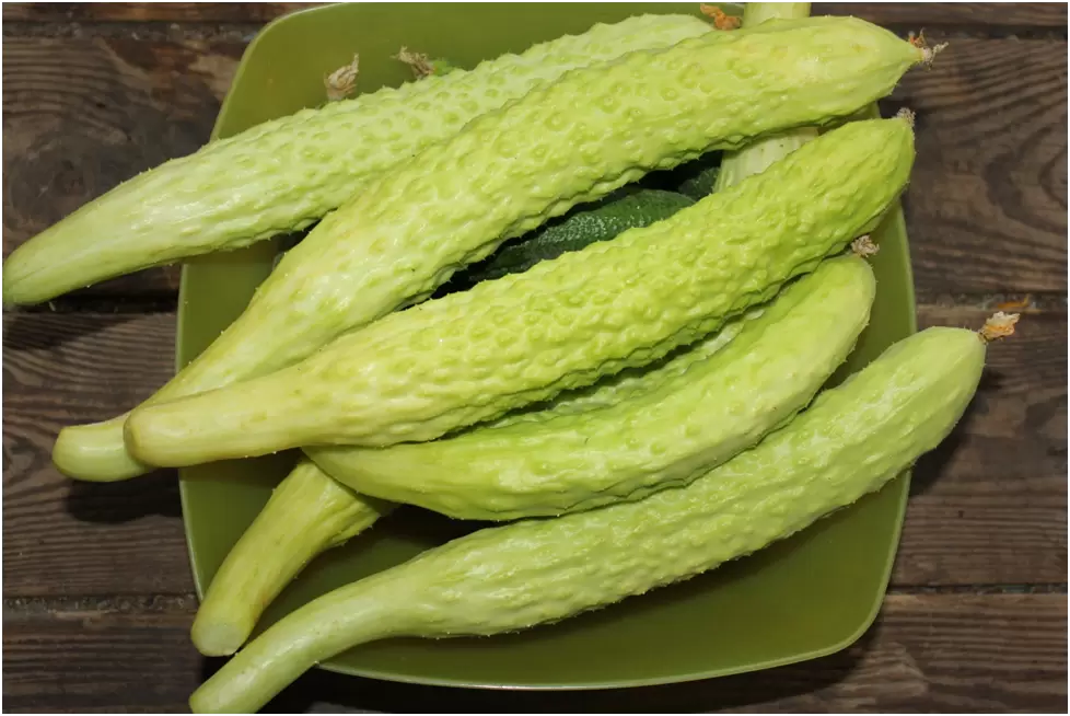 Успех огурца "Белый Змей": новинка, которую стоит попробовать