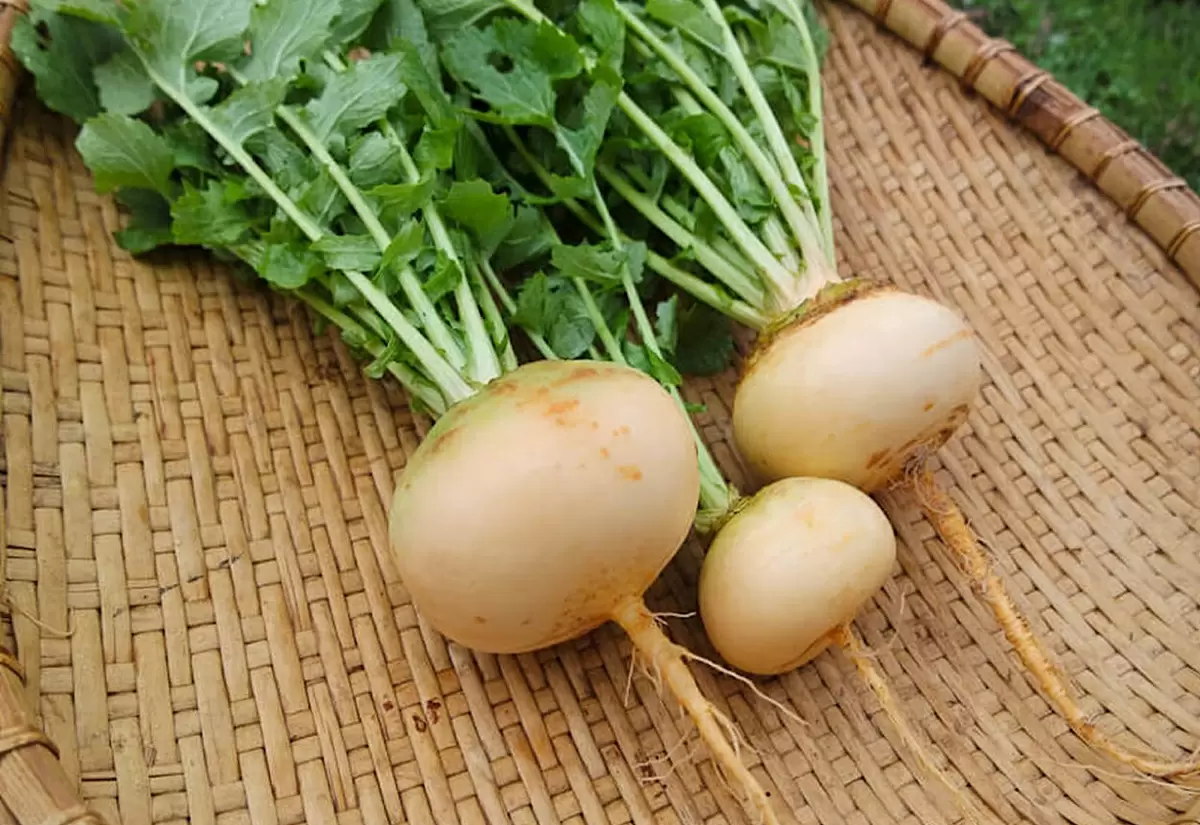 Репа в центре внимания: как забытый корнеплод снова завоевывает популярность