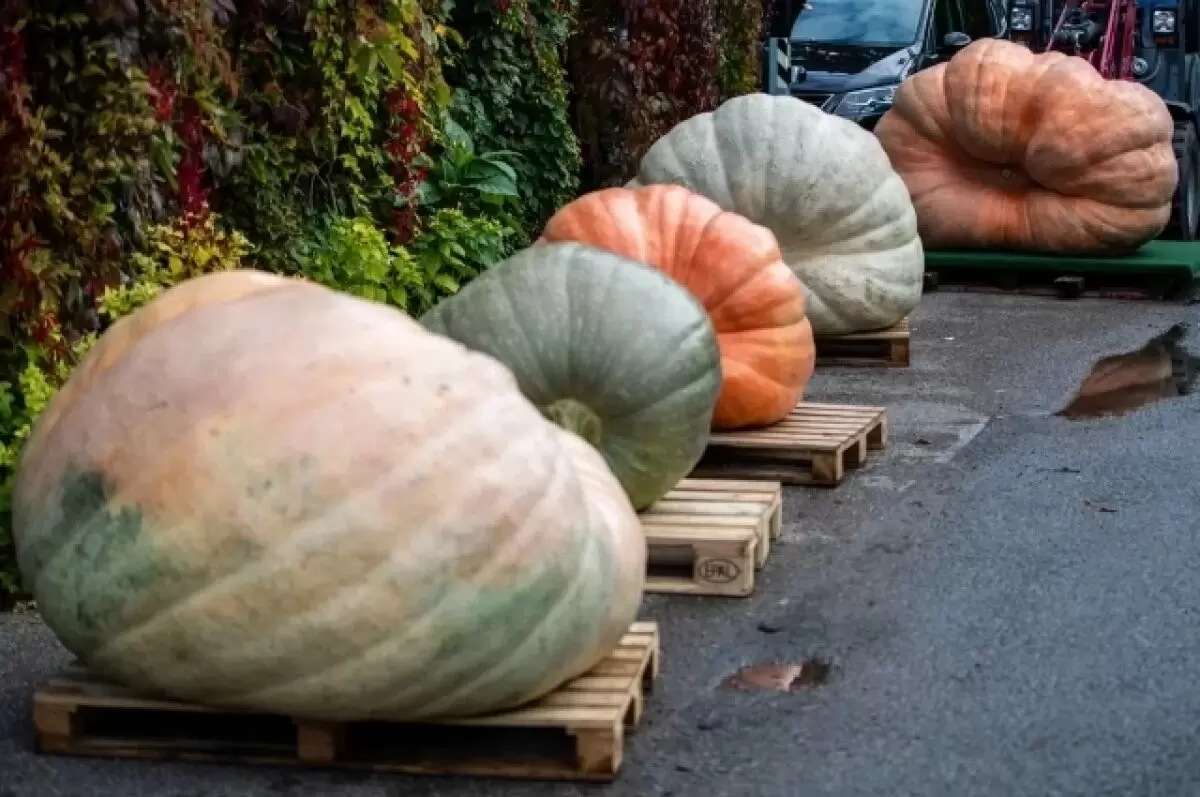Рекордная тыква весом в тонну: инженер из США покорил сельскохозяйственные вершины