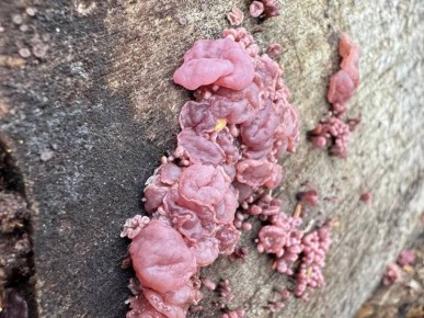 � ������� ������� ��������� ����, ������������ ������ ����