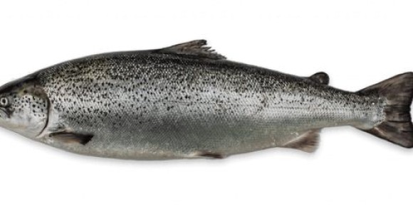 ��������������� ����: ��� ����������� ������������� ������ �� ������� ���� ��������