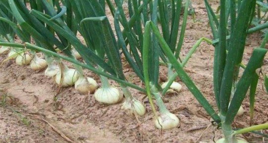 ������� ���������� ������ ������� ��������� ����: ��� �������� �������� � ������� ������