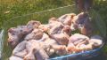 Сочные маринованные крылышки на лепешке с овощами – идеальный ужин на решетке