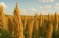 Как выбрать настоящие функциональные продукты в магазине