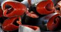 Цены на рыбу в России взлетели на 10-40%: что стоит за подорожанием