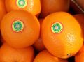 Цены на апельсины достигли рекордных минимумов: что стоит за падением?